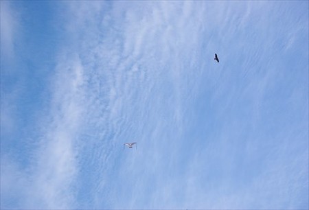 IMGP9856_1207