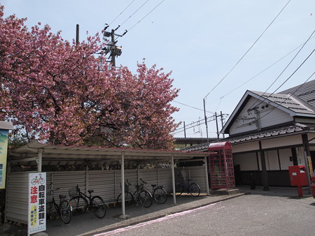 磐梯町の桜02