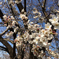2016年の桜も3月に ～SakuSakura