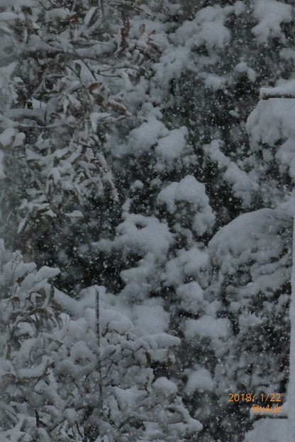 Photos: 樹木にも葉にも降り積もる大雪～舞う天使たちが銀世界を作っていた～silent snow world～シャッター優先