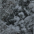 樹木にも葉にも降り積もる大雪～舞う天使たちが銀世界を作っていた～silent snow world～シャッター優先