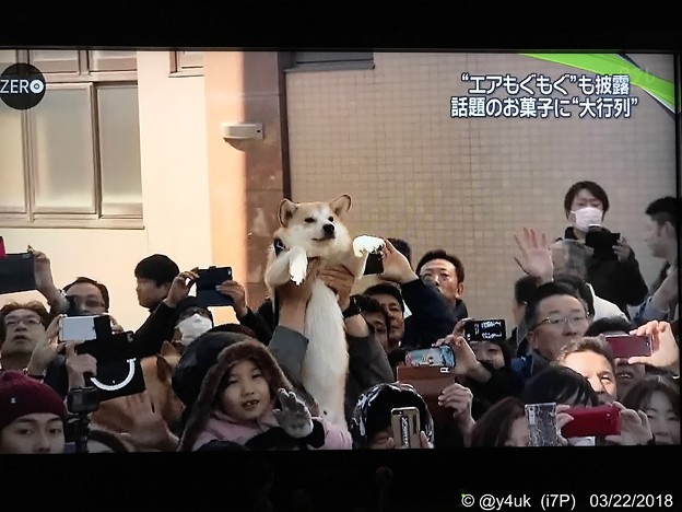 そのワンちゃん！我が子のように持ち上げてくれ、カー娘に見られてモテモテ(〃ω〃)ワンちゃんになりたい！( T_T)\(^-^ )猫になるんでしょ！(°▽°)そだねー！