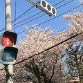 Photos: 桜＋青空＋赤信号＋LED信号＋電線～2018.3.28桜満開旅その2～暑い23℃の中を湿布し今日しかない！命がけcherry blossom 3.28 Go!