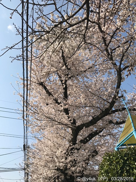桜満開＋青空＋電線 ～暑い気温の中で3.28.2018～2012年も同日満開でした