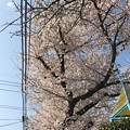 桜満開＋青空＋電線 ～暑い気温の中で3.28.2018～2012年も同日満開でした