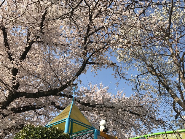 桜満開＋青空をパンダくん今年もお花見る背中～何十年もそこから見守っているきみが大好き(^o^)ありがとう