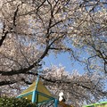 桜満開＋青空をパンダくん今年もお花見る背中～何十年もそこから見守っているきみが大好き(^o^)ありがとう