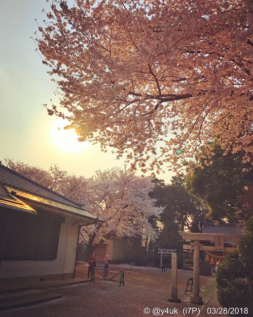 Sunset sky with Heartwarming Cherryblossom ～逆光に照らされる桜満開と一期一会の出会い別れ～小さな神社にて-instagram ver-