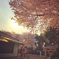 Sunset sky with Heartwarming Cherryblossom ～逆光に照らされる桜満開と一期一会の出会い別れ～小さな神社にて-instagram ver-