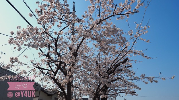 桜満開＋青空OLYMPUSブルー！毎年何十年観てきた。でも今年は悲しい現実に涙。[OM-D E-M10MarkII, 12-40mmF2.8PRO]12mm(24mm)
