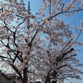 Photos: 桜満開＋青空OLYMPUSブルー！毎年何十年観てきた。でも今年は悲しい現実に涙。[OM-D E-M10MarkII, 12-40mmF2.8PRO]12mm(24mm)