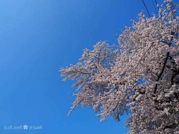 Photos: 桜満開＋OLYMPUSブルー＝半分、青い。桜に青空最高(°▽°) bluesky with cherryblossom [OM-D E-M10MarkII, 12-40mmF2.8PRO]絞り優先