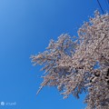 桜満開＋OLYMPUSブルー＝半分、青い。桜に青空最高(°▽°) bluesky with cherryblossom [OM-D E-M10MarkII, 12-40mmF2.8PRO]絞り優先