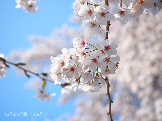 桜満開、赤い生命ふんわり青空～cherryblossom flowers, bluesky [OM-D E-M10MarkII, 12-40mmF2.8PRO]絞り優先
