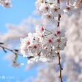 Photos: 桜満開、赤い生命ふんわり青空～cherryblossom flowers, bluesky [OM-D E-M10MarkII, 12-40mmF2.8PRO]絞り優先