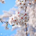 桜満開、赤い生命ふんわり青空～cherryblossom flowers, bluesky [OM-D E-M10MarkII, 12-40mmF2.8PRO]絞り優先