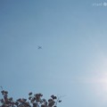 春霞の空に飛行機ブーン～桜満開撮ってたら飛んでキター！～Airplane in the spring sky [OM-D E-M10II, 12-40mmF2.8PRO] 40mm(80mm)