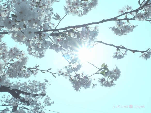 逆光デイドリーム～透き通る桜満開～Cherryblossom in the “daydream” [OM-D E-M10MarkII, 12-40mmF2.8PRO] F22 32mm(64mm)