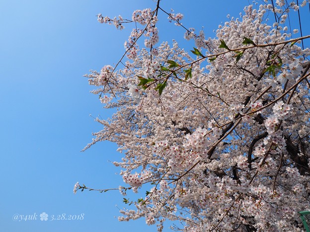 半分、青い、半分、桜満開～青空＆ピンク花コントラスト最高～BlueSky &amp; Cherryblossom [OM-D E-M10MarkII, 12-40mmF2.8PRO]