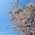 半分、青い、半分、桜満開～青空＆ピンク花コントラスト最高～BlueSky &amp; Cherryblossom [OM-D E-M10MarkII, 12-40mmF2.8PRO]