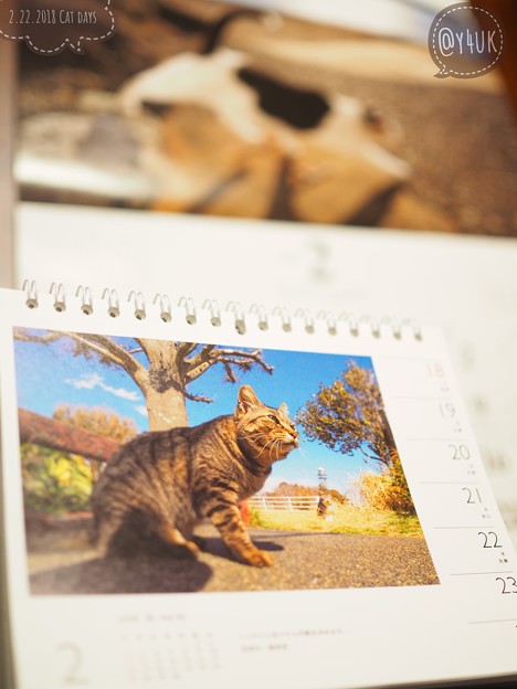2.22猫の日～優しく自然ににゃんこ撮る岩合光昭さんと同じOLYMPUS「m3/4でも十分対応できる。画質のクォリティー的にも大丈夫です」[OMD E-M10MarkII 25mmF1.8]