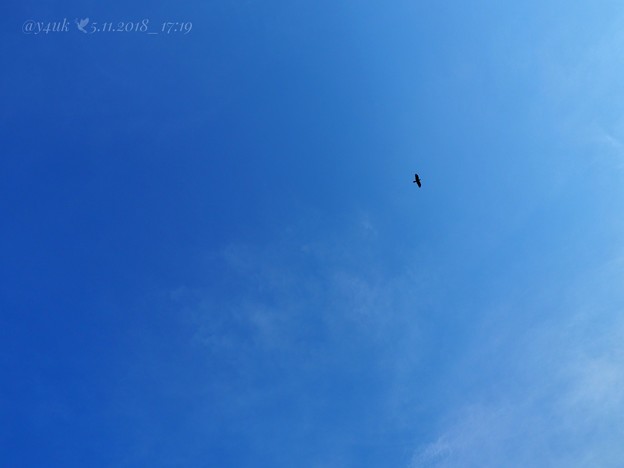 Photos: 5月の別れ「残された青空が夢をひとつだけあなたに叶えてくれる」大空に鳥17:19 叶うなら飛んでゆきたいあなたに会いたい笑いたい～sky[E-M10MarkII, 12-40mmF2.8PRO]F9