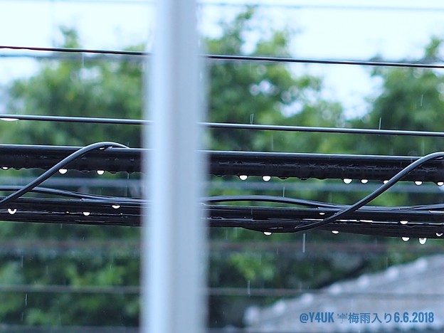 6.6梅雨入り～寒い雨。濡れる電線に丸い雫が仲良く丸ボケ新緑と共に雨音を奏でています [OM-D E-M10MarkII, 12-40mmF2.8PRO, MF]マニュアルフォーカス，絞り優先