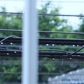 Photos: 6.6梅雨入り～寒い雨。濡れる電線に丸い雫が仲良く丸ボケ新緑と共に雨音を奏でています [OM-D E-M10MarkII, 12-40mmF2.8PRO, MF]マニュアルフォーカス，絞り優先