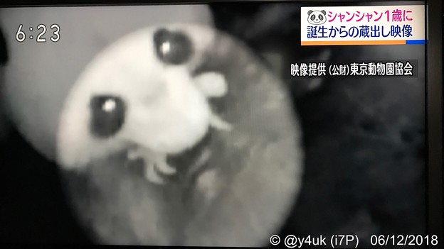 18:23シャンシャン誕生！歴史的決定的瞬間からの蔵出し映像～お母さんひっくり返っちゃっても我が子を離さない無償の愛。子は親を選べない。子に罪はない。NHKニュース首都圏ネットワーク☆リアルタイム♪