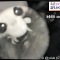 18:23シャンシャン誕生！歴史的決定的瞬間からの蔵出し映像～お母さんひっくり返っちゃっても我が子を離さない無償の愛。子は親を選べない。子に罪はない。NHKニュース首都圏ネットワーク☆リアルタイム♪