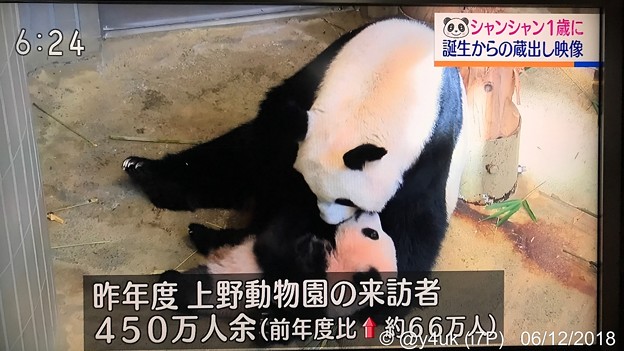 18:24まだピンクのシャンシャンを可愛がるお母さんシンシン♪NHK首都圏ネットワーク「上野動物園の来訪者450万人余」会いたい☆子は親を選べない。子に罪はない。無償の愛( ´ ▽ ` )羨ましい愛情