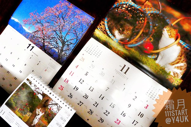 え？霜月11月START！嘘今9月でしょ？あと2ヶ月Xmas～岩合光昭にゃんこ信州青空風景カレンダー♪居心地良い場所に自分らしくいられる場所へ逃げたい温かい色恋ねこは知ってる(クリエイティブ:POP)