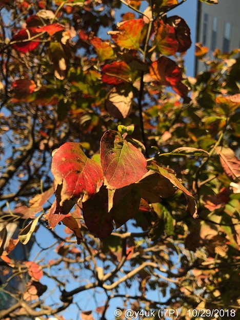 街路樹の葉が色づき火照って恋した紅葉、立ち止まり写。追い越す人々の会話が穏やか～音楽趣味が気が合う人と話せた日小さな幸せ出逢い一瞬それだけで生きる勇気価値観優しい会いたかった～「北海道地震から2か月」