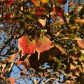 街路樹の葉が色づき火照って恋した紅葉、立ち止まり写。追い越す人々の会話が穏やか～音楽趣味が気が合う人と話せた日小さな幸せ出逢い一瞬それだけで生きる勇気価値観優しい会いたかった～「北海道地震から2か月」