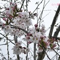 桜2019まだ五分咲き、花曇り、花冷え。それでも綺麗に儚く咲いてくれる毎年の楽しみ～雨がちらつく青空じゃないから映えない…東京満開ここはまだ。コンデジでズーム十分綺麗！(82mm/F4.7:TZ85)