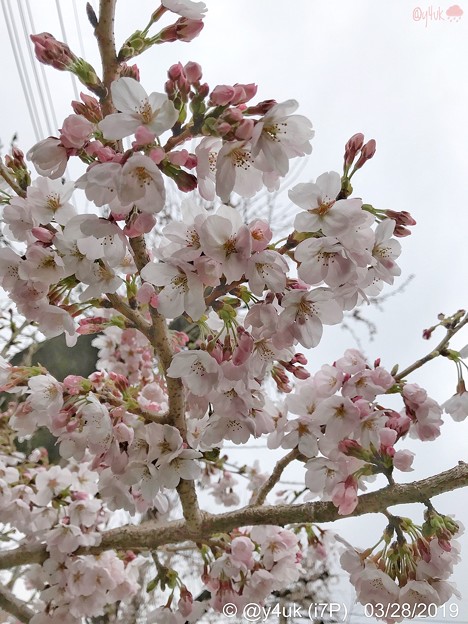 Photos: 28旅先その2.毎年恒例2019“平成最後”の桜☆花曇り花冷え、まだ六分咲きでしたがやはり毎年飽きずとても好きです桜と様な人～iPhone7Plusでも写りいい～ピンクはホワイトいるから優しく花は咲く