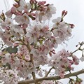 28旅先その2.毎年恒例2019“平成最後”の桜☆花曇り花冷え、まだ六分咲きでしたがやはり毎年飽きずとても好きです桜と様な人～iPhone7Plusでも写りいい～ピンクはホワイトいるから優しく花は咲く
