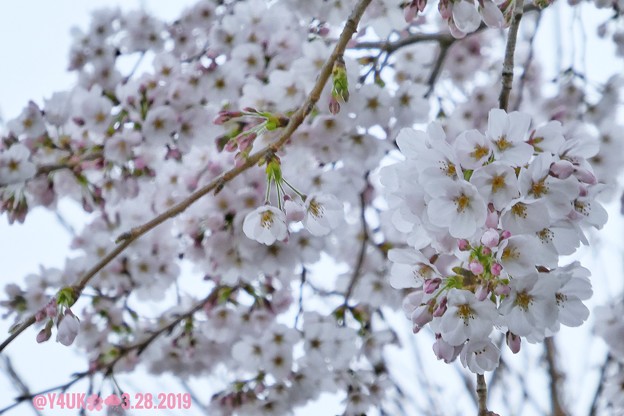 Photos: 3.28旅先その2.毎年恒例2019“平成最後”の桜☆花曇り花冷えあらやだ雨。満開の様なモリモリ桜☆まだ七分咲きでしたがやはり毎年飽きず一途に好き～28日ちょうど1ヶ月前の写真(335mm:TZ85)