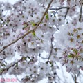 3.28旅先その2.毎年恒例2019“平成最後”の桜☆花曇り花冷えあらやだ雨。満開の様なモリモリ桜☆まだ七分咲きでしたがやはり毎年飽きず一途に好き～28日ちょうど1ヶ月前の写真(335mm:TZ85)