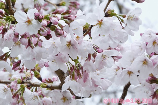 3.28旅先その2.毎年恒例2019“平成最後”の桜☆ピンクとホワイト色合いが好き誰か柄ワンピ着てほしい♪花曇り花冷えまだ七分咲きでしたが毎年飽きず一途～ちょうど1ヶ月前の写真(208mm:TZ85)