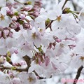 Photos: 3.28旅先その2.毎年恒例2019“平成最後”の桜☆ピンクとホワイト色合いが好き誰か柄ワンピ着てほしい♪花曇り花冷えまだ七分咲きでしたが毎年飽きず一途～ちょうど1ヶ月前の写真(208mm:TZ85)