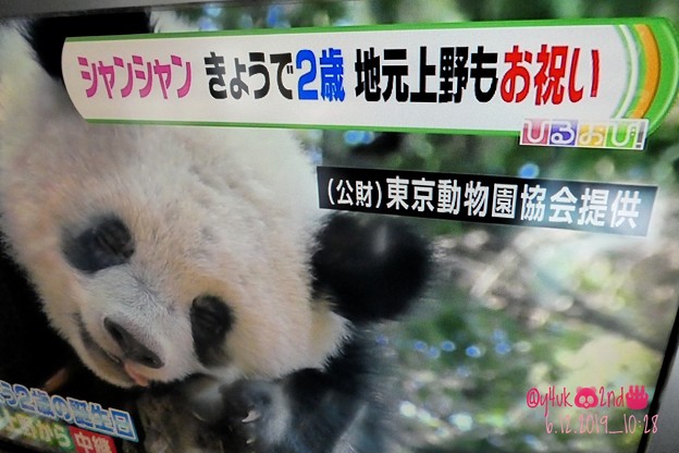 6.12_10:28TBSひるおび「シャンシャンきょうで2歳☆地元上野もお祝い生中継」舌を出して寝るお嬢おパンダおてんば天真爛漫ドジっ娘シャンシャン可愛い！もぅ2年お誕生日おめでと☆梅雨の雨も楽しむ女