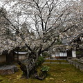 老いても桜