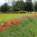 彼岸花