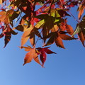 紅葉