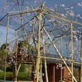 祇園しだれ桜の直系