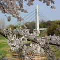 さくらと美月橋