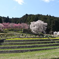 又兵衛さくら