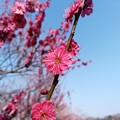 Photos: 紅梅