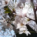 Photos: 桜 2